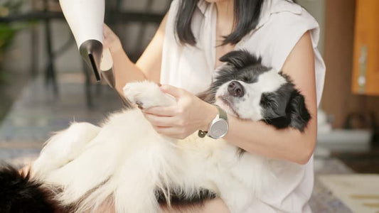 Pet Hair Comb 2-in-1