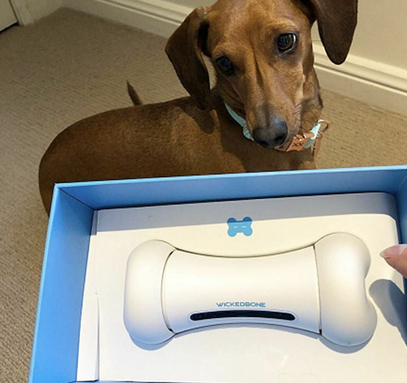 WickedBone Interactive pet toy
